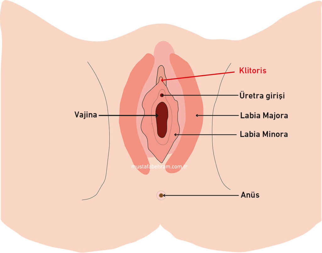 Klitoris Estetiği Klitoral Hudektomi İstanbul Fiyatları Doç Dr