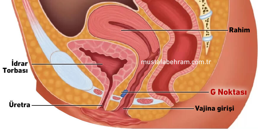 G noktası nerede