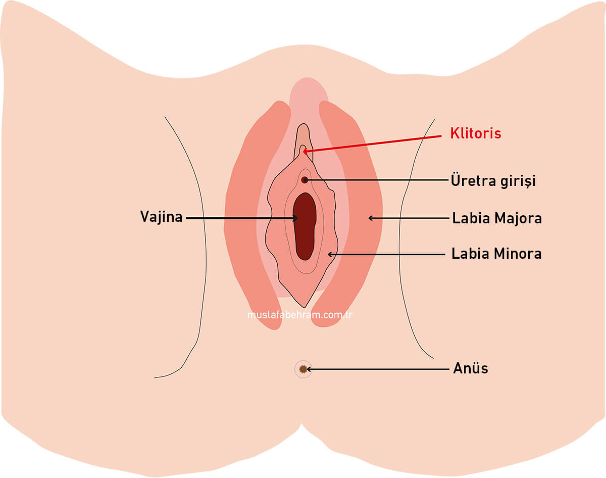 Klitoris nerededir